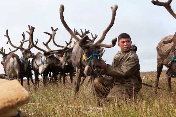 Регион оленей. День оленя в Ненецком автономном округе картинки. День оленя Надым.