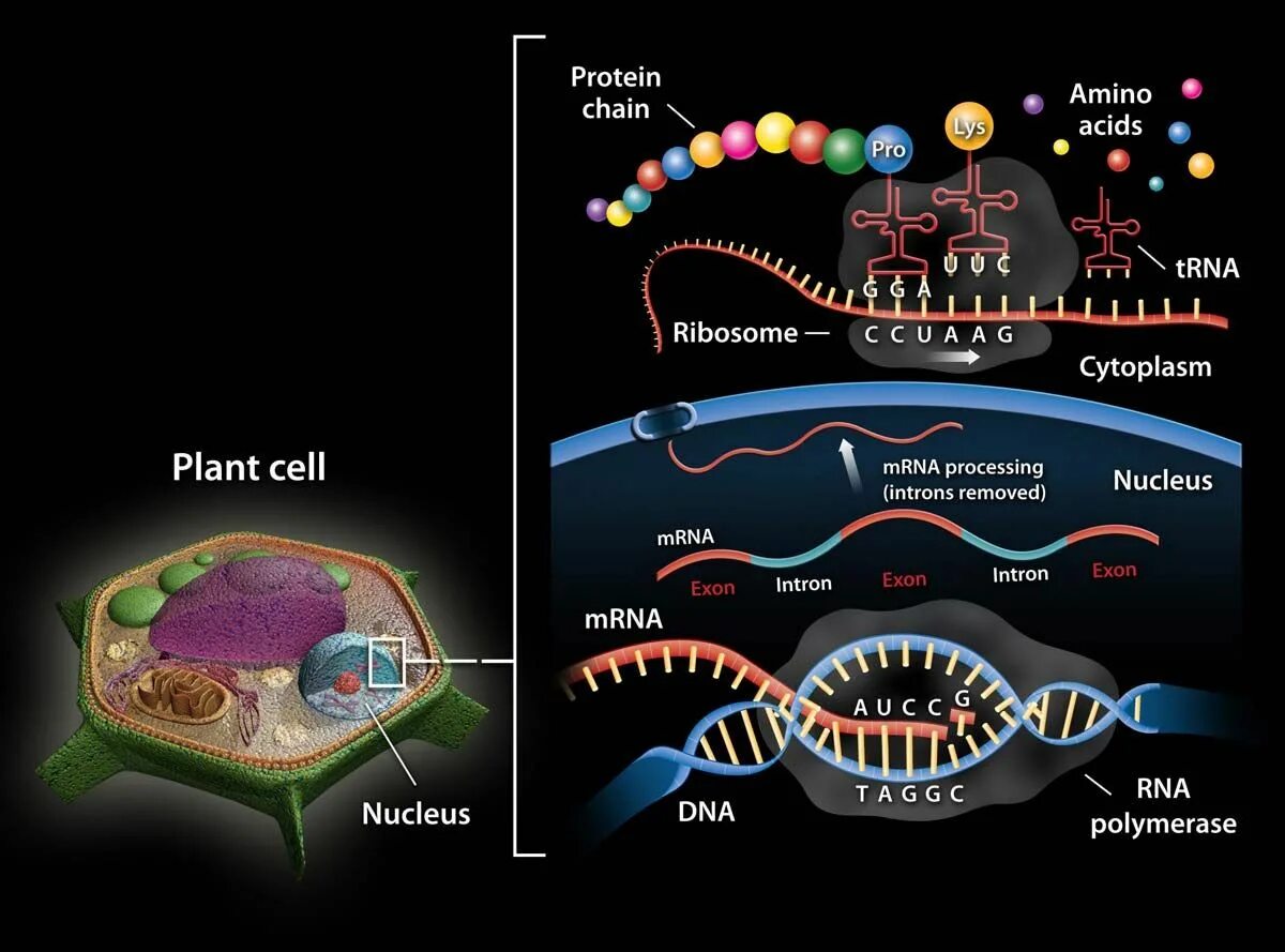 Молекула днк доставляют к рибосомам аминокислоты. Генетика днк. ribosomal rna. транскрипция и трансляция. mrna строение.