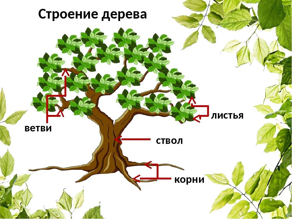 3 корня 1 ствол. Строение дерева. Строение дерева для детей. Строение дерева схема для детей. Название частей дерева.