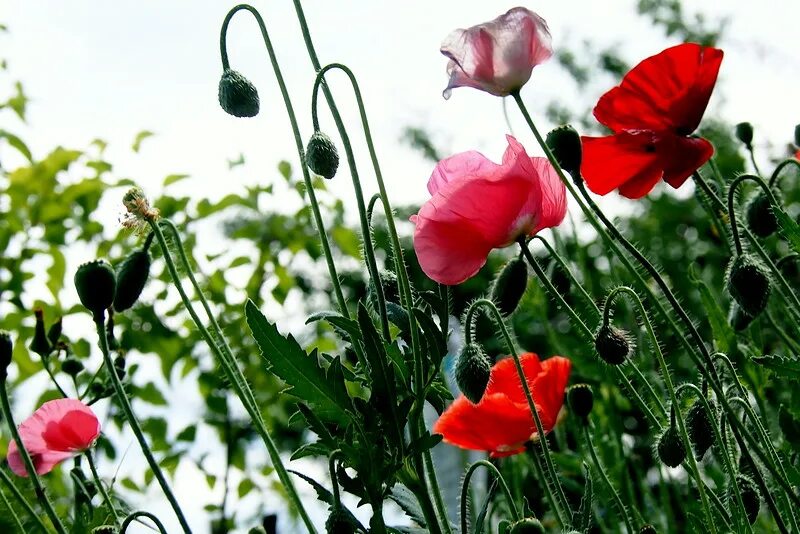 Мак самосейка на клумбе. Цветник с маками. Мак восточный (papaver orientale l. Маки на садовом участке. Мак на даче.