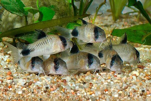 Коридорас симилис - Сомики Corydoras - Форум Tropica.RU
