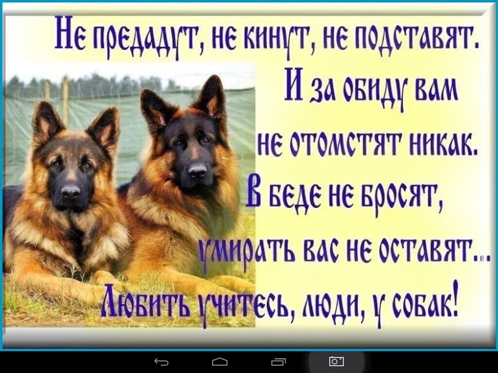 Давай про собаку. Преданность собаки афоризмы. Цитаты про собак. Высказывания о преданности собак. Преданность собаки цитаты.