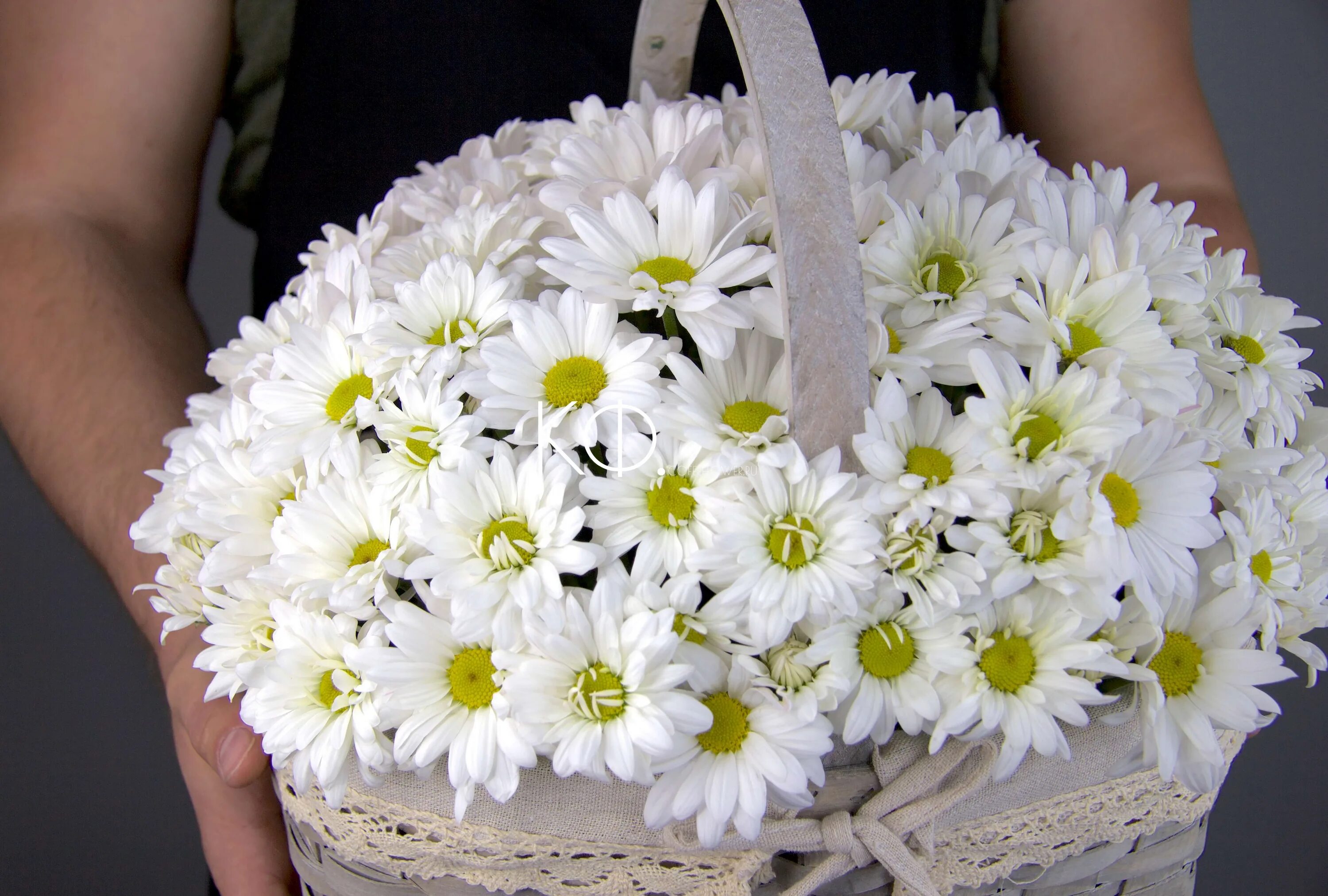 огромные ромашки. букет полевых ромашек. большой букет ромашек. огромные ромашки. букет 101 ромашка.