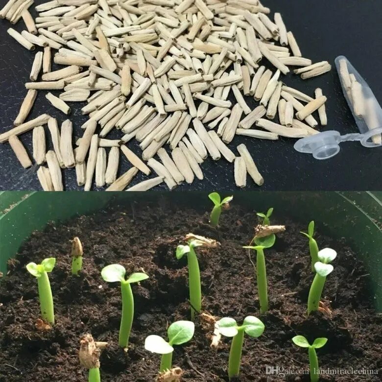 адениум прорастание семян. взошли семена адениума. взошли семена адениума. адениум проращивание. адениум ростки.