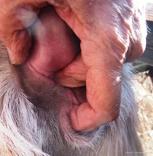 Slideshow goats sucking men dicks.