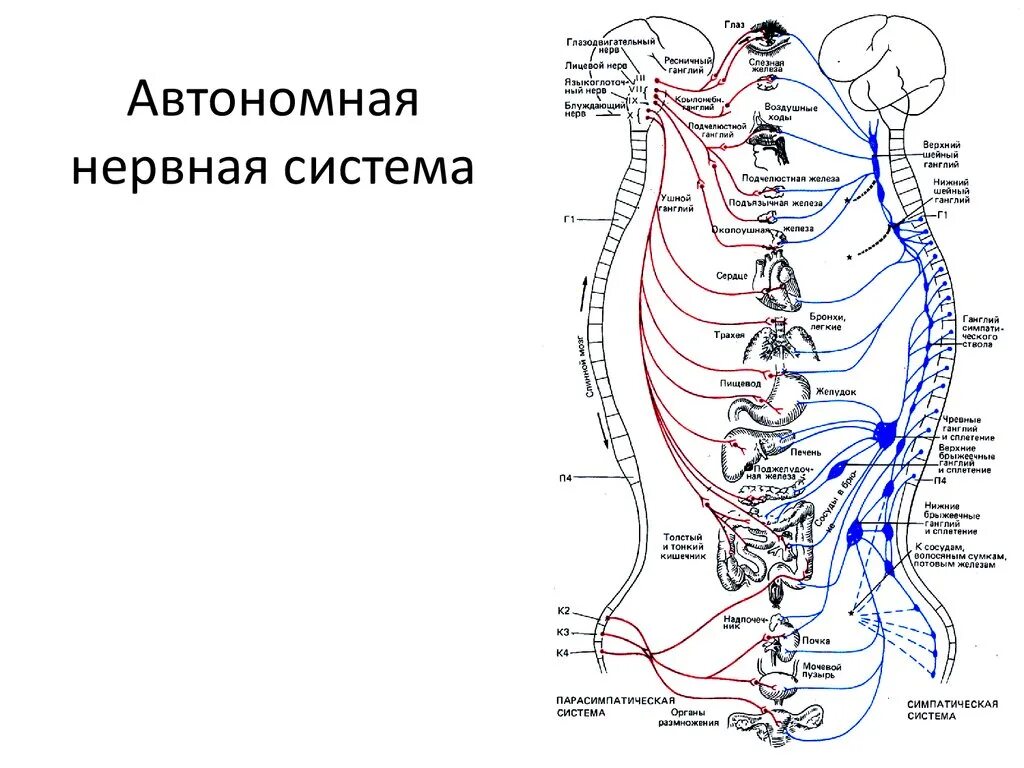 Вегетативная автономная нервная система анатомия. Вегетативная система человека схема. Схема строения автономной нервной системы. Общая схема вегетативной нервной системы.