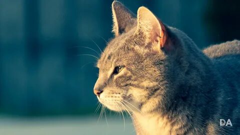 Tamron 28 200mm 2.8 5.6