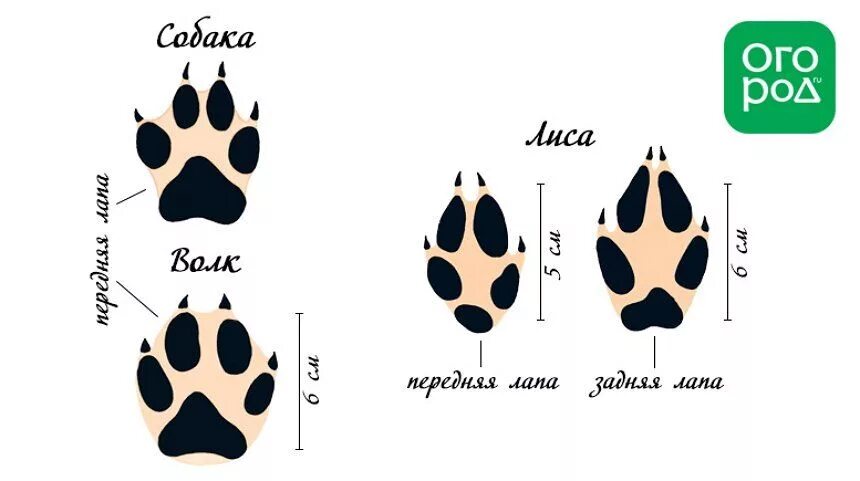 Как отличить следы. Отличие волка от собаки по следу. Следы волка и собаки отличие на снегу. След волка лисы и собаки отличия. Сравнение следов лисы и собаки.