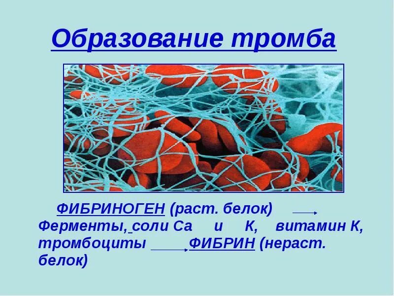 Белок тромба. Тромбоциты образование тромба. Белок фибрин. Образование фибрина в крови.