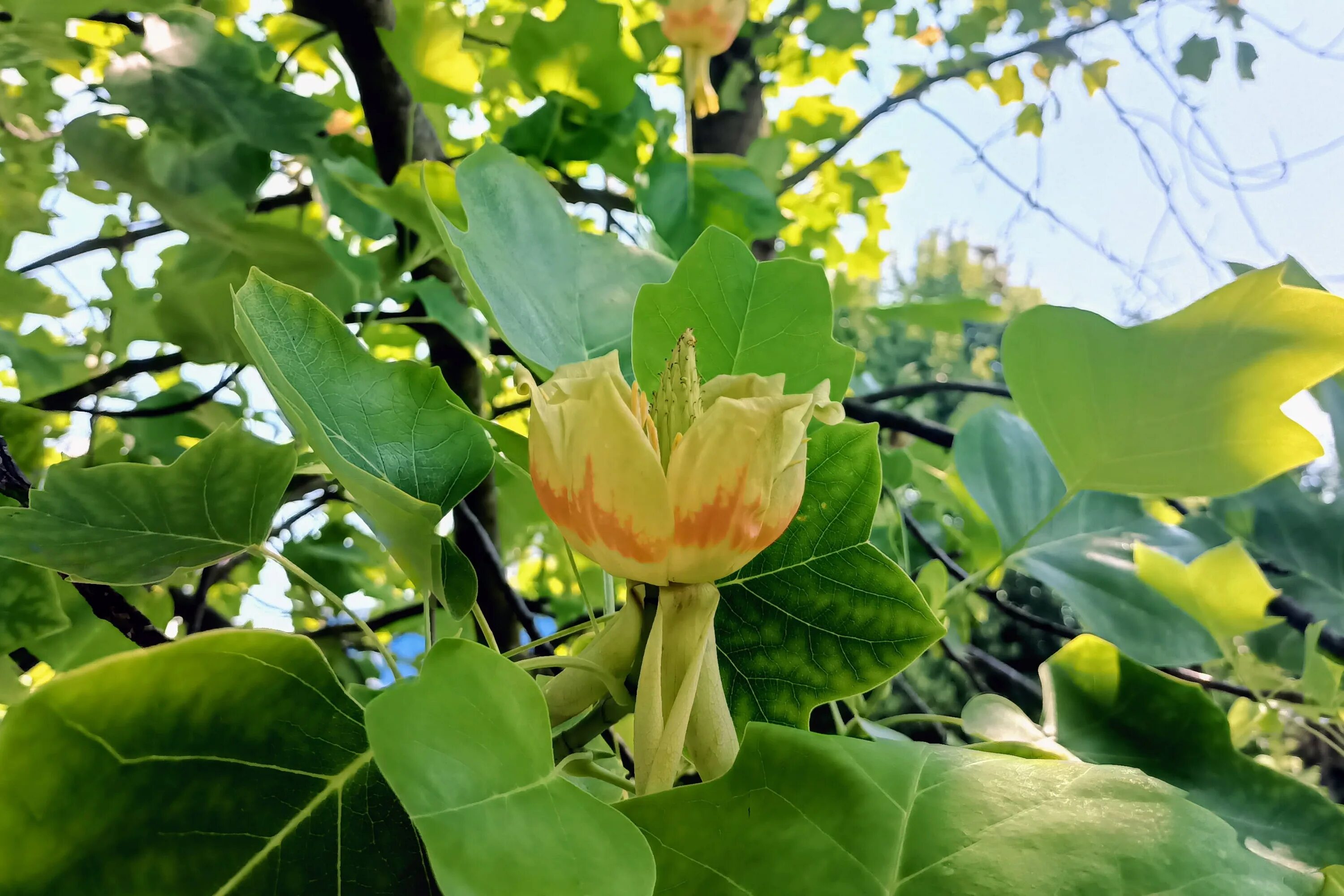 Tulip tree