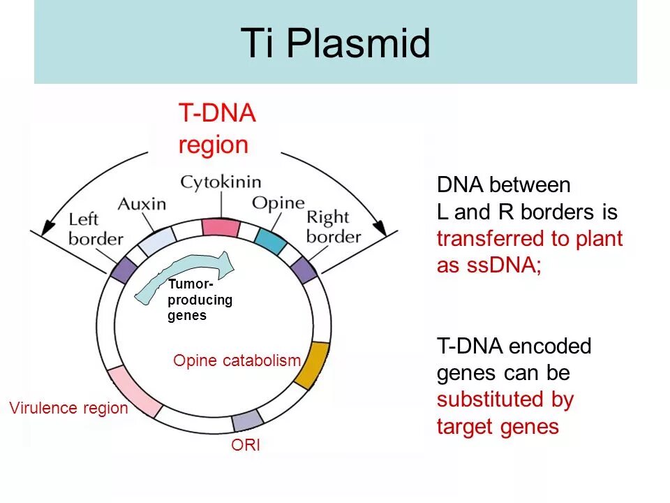 T dna