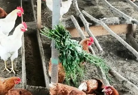 Крапива для кур