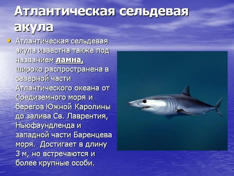 В каком океане акулы встречаются только летом. Аналитическая сельдовая акула. Отряд сельдевые акулы. Признаки отряда сельдевые акулы. Сельдевые акулы хрящевые.