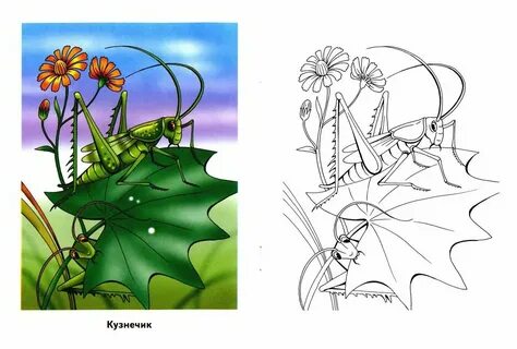 Нарисовать глазами кузнечика