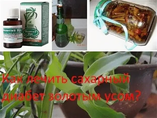 Золотой ус при онкологии