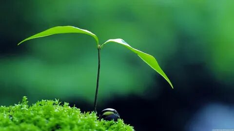 Natural plants