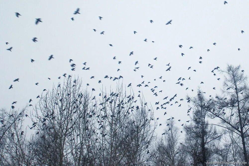 Испуганная стая птиц. Стая птиц Воронежа. Спугнувших стаю птиц. Стая птиц аномалия.