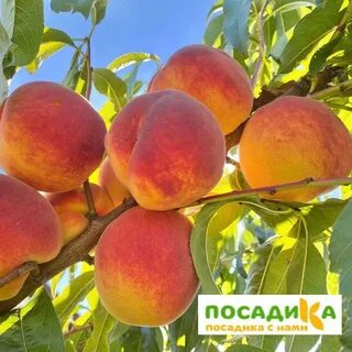Сорт персика уралец