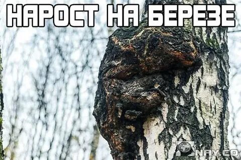 Нарост на березе 4