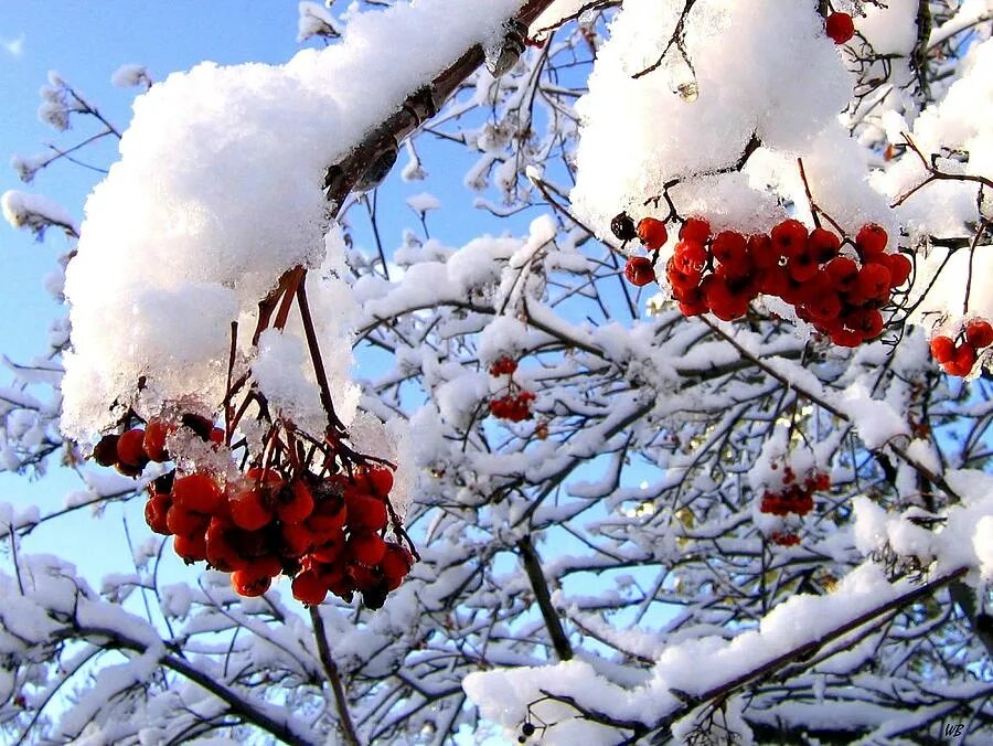 Дерево растет зимой. Зимняя рябина. Деревья и кустарники зимой. Рябина в снегу. Деревья в зимнем наряде.