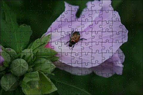 Жуки на люпинах