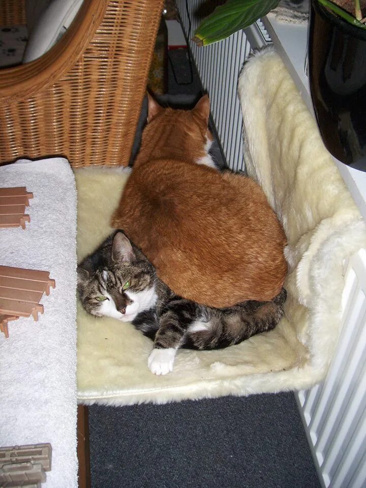 Кошка сидит на коте