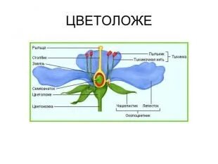 Функция рыльца