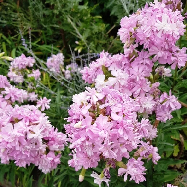 Alcea rosea. Пион бушела. Пион офишиналис розеа плена. Ro si. Мыльнянка (сапонария) лекарственная rosea plena.