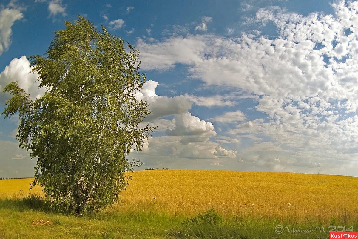 Береза на холме