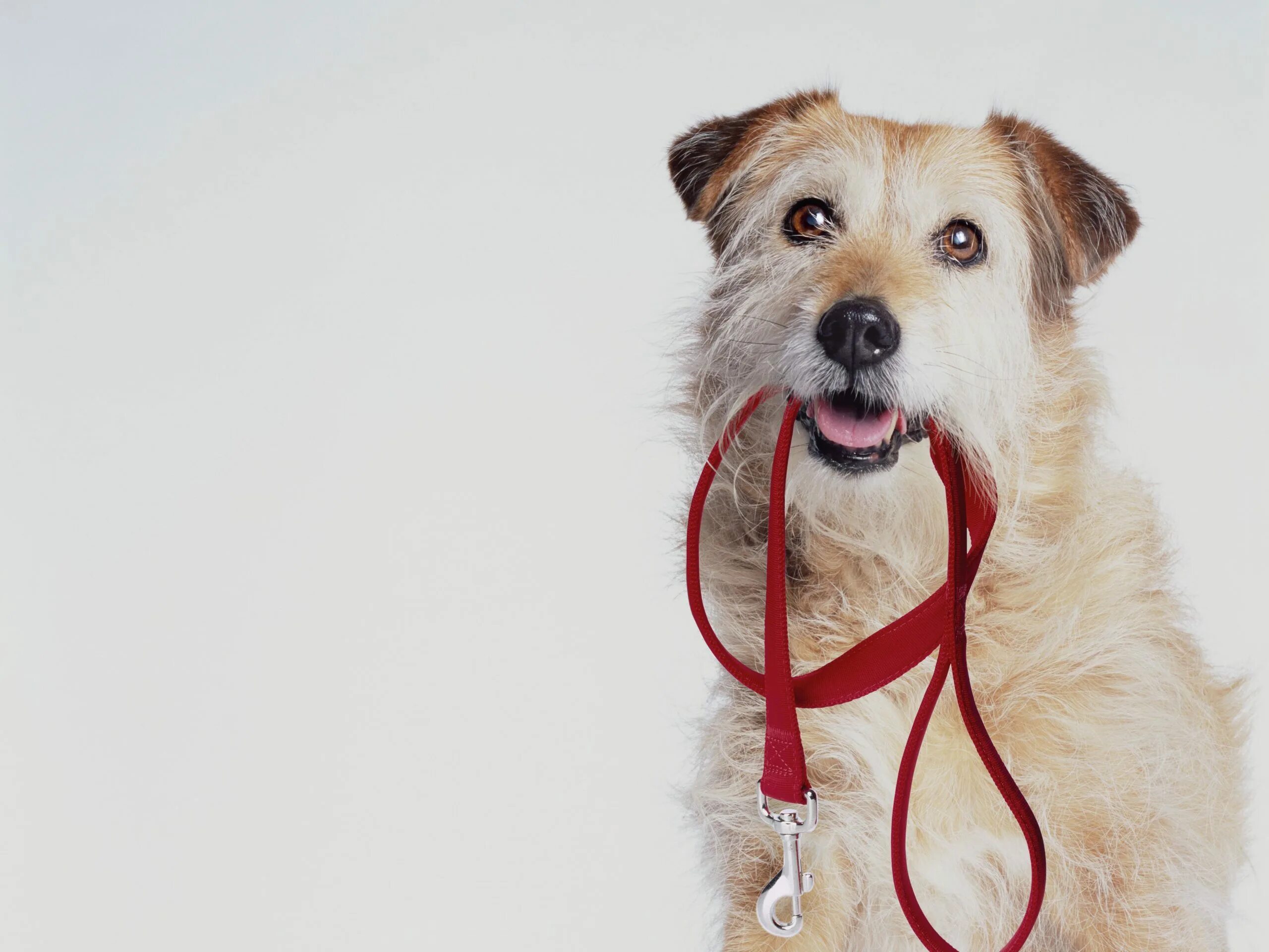 держать собачку.