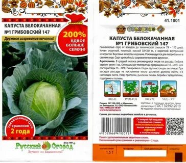 Грибовская капуста описание сорта характеристика