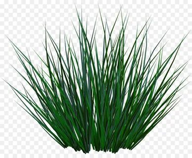 Grass plant