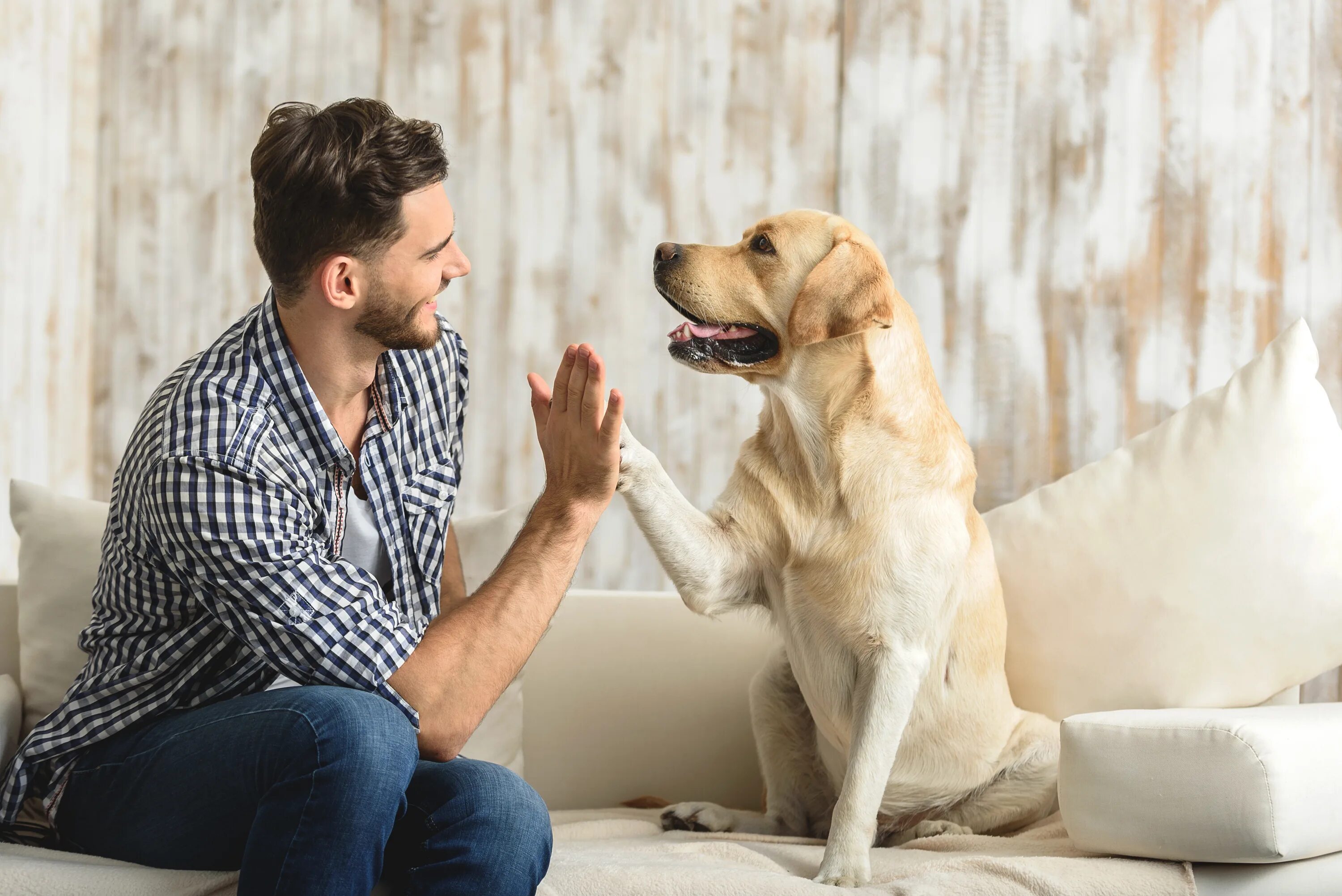 Best pet friends. Человек с собакой. Хозяин собаки. Домашние животные и человек. Домашние животные с хозяевами.