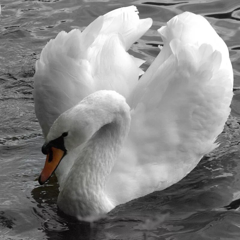 лебедь царь птиц. лебедь царь птиц. лебедь и лебедушка. лебеди. презентация про лебедей для дошкольников.