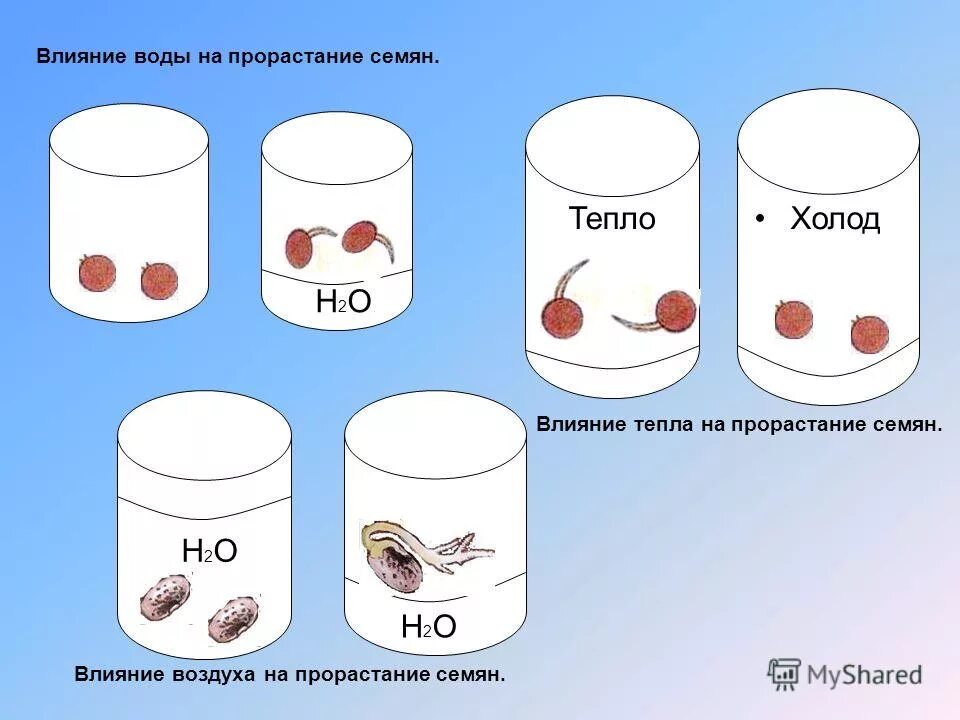 Экспериментатор измельчил семена гороха добавил слюну. Эксперимент влияние воды на прорастание семян. Условия прорастания семян опыт. Влияние воздуха на прорастание семян. Влияние воды на прорастание семян опыт.