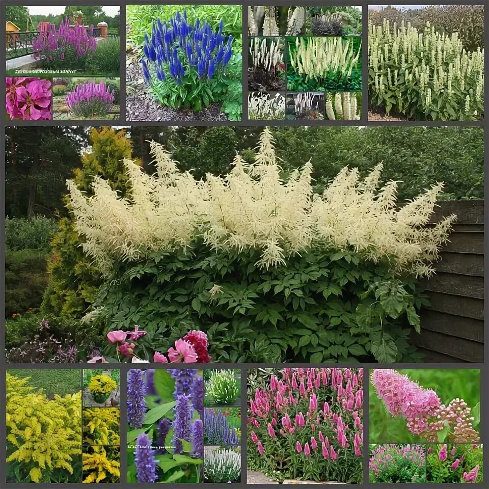 Hosta Seeds - American Hybrids AKA Platain Lily, White Flowers ,Perennial shade 