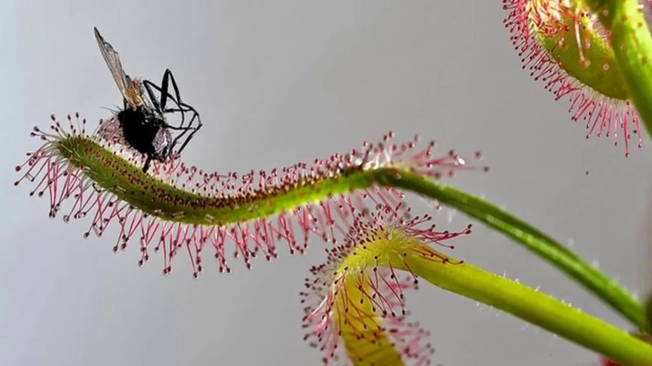 Росянка и муха. Росянка Королевская Drosera Regia. Росянка Капская Хищные растения. Росянка растение хищник. Росянка tokaiensis.