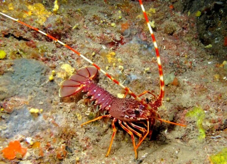 Скорпион лейрус. Десятиногие ракообразные представители. Десятиногие креветки. Сороконожка сколопендра. Androctonus bicolor.