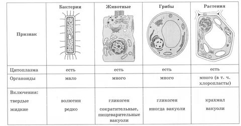 Прокариоты эукариоты вирусы