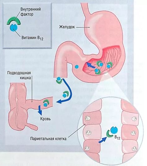 Витамины для желудка. Витамин в12 в желудке.