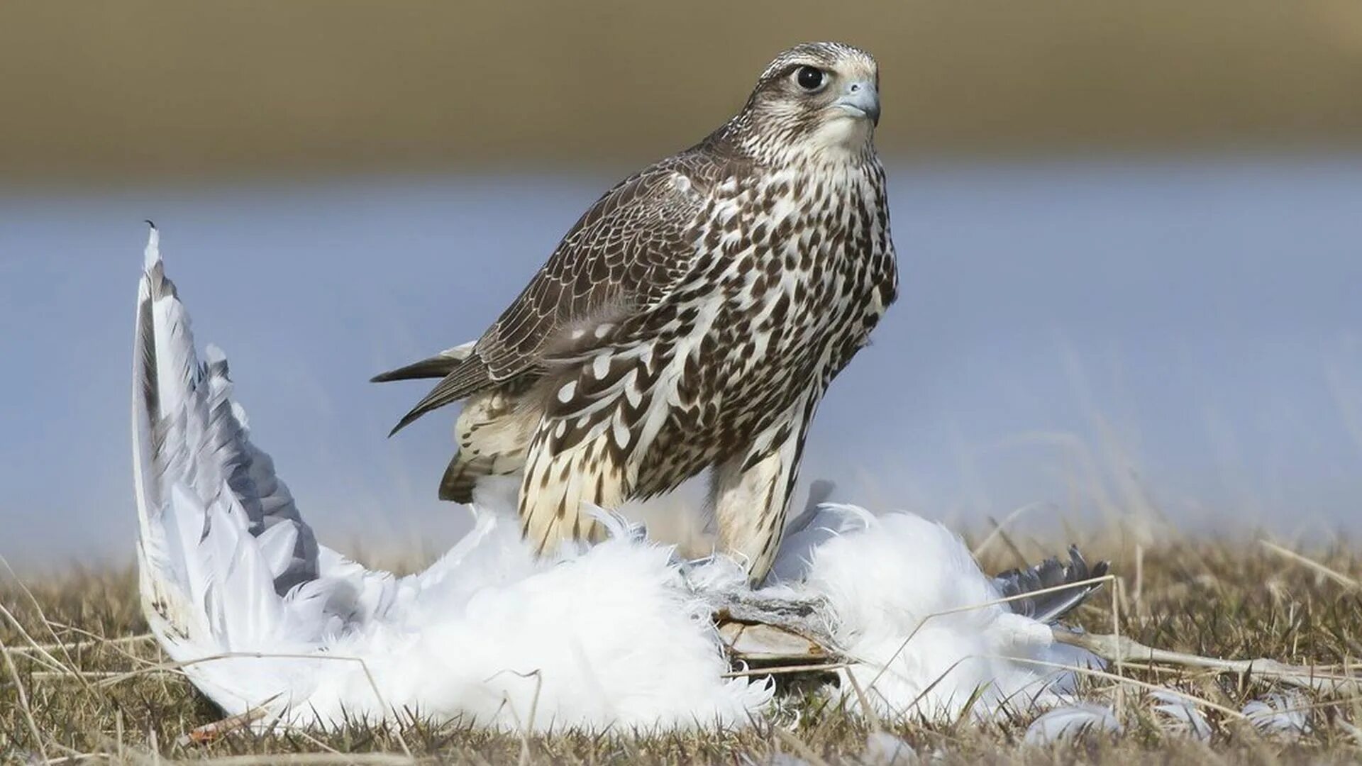 Кречет щелково. Камчатский кречет. Кречет щелково. Кречет falco rusticolus. Ястреб кречет.