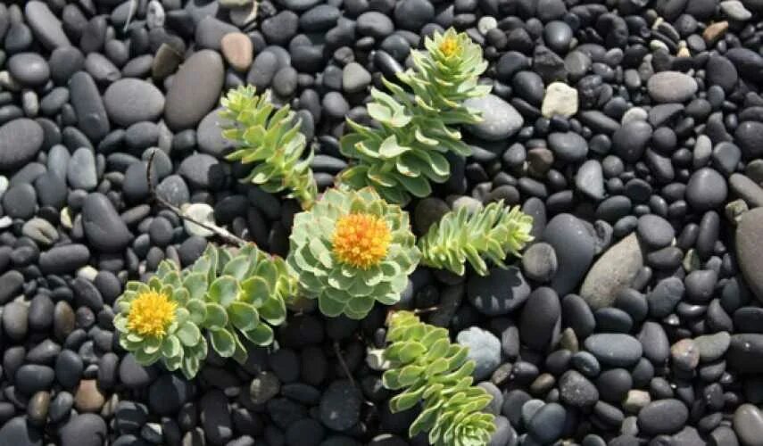 Rhodiola rosea. Родиола розовая Rhodiola rosea. Родиола розовая Толстянковые. Родиола Арктическая. Баргузинский заповедник родиола розовая.