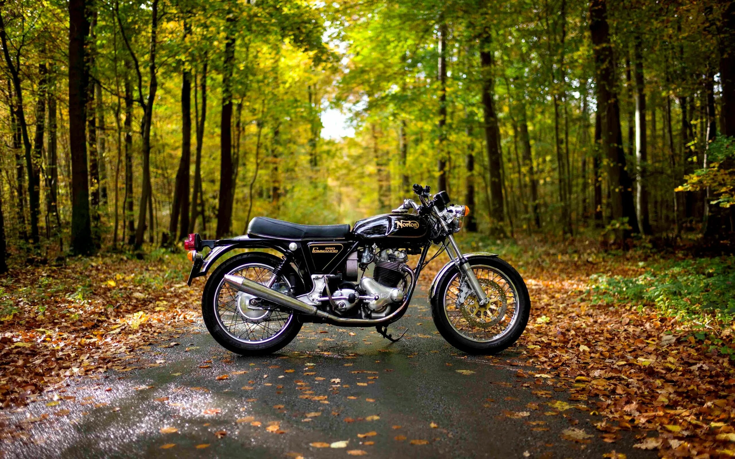 Рабочий мопед. Мотоцикл. Мотоцикл на природе. Мотоцикл на фоне природы. Мотоцикл в лесу.