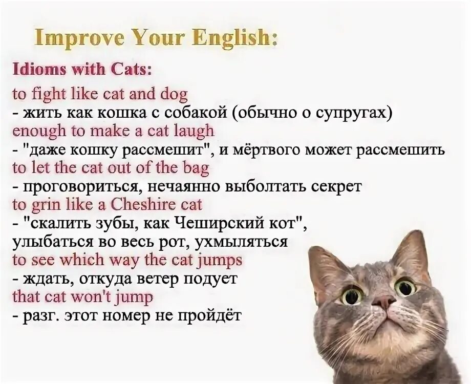 Люблю моего котика. Мой котик на английском. Английский кот. Кошечка на английском. Мой котик на английском.