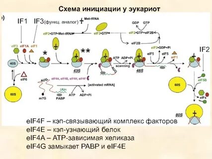 Биосинтез белка у эукариот