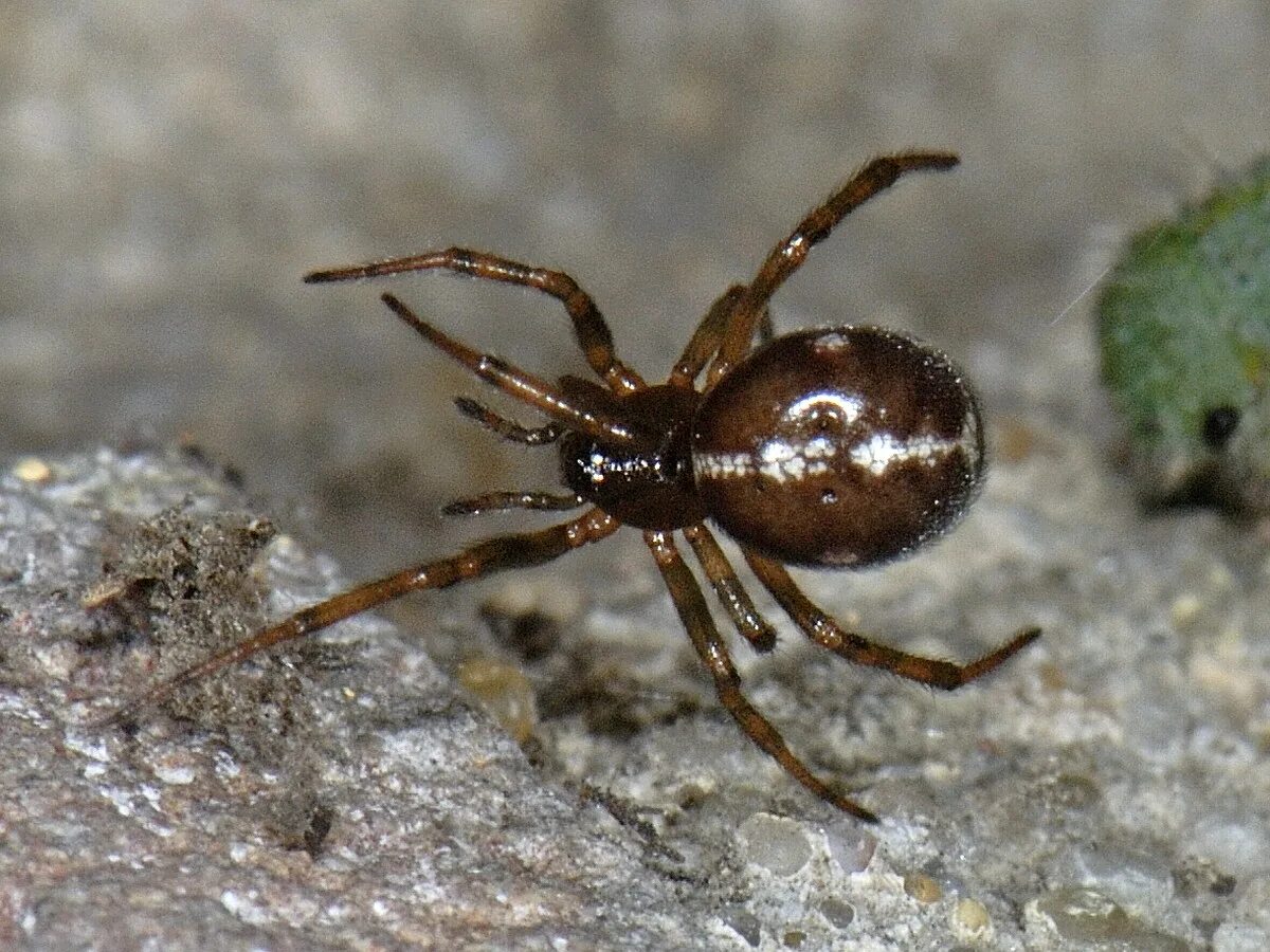 Домовый паук Steatoda grossa. Паук стеатода Каштановая. Steatoda bipunctata. Паук-Тенетник Steatoda bipunctata. Стеатода крупная