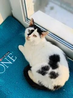 Котик котик киркоров