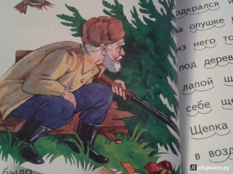 Бианки музыкант. Иллюстрации к рассказу бианки музыкант. Рассказ бианки музыкант. Бианки музыкант. Герой рассказа музыкант.