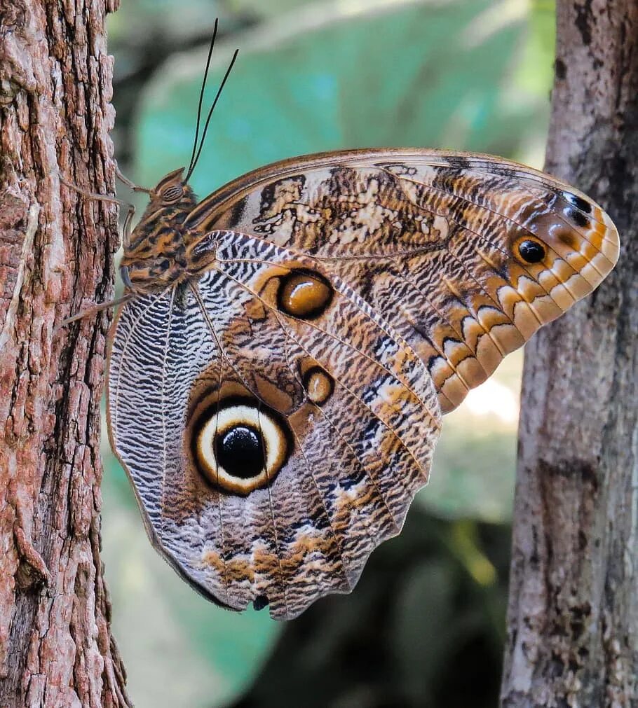 Как называется где бабочки. Бабочка Совиный глаз. Глаза бабочки. Бабочка с глазками на крыльях. Австралийская бабочка.