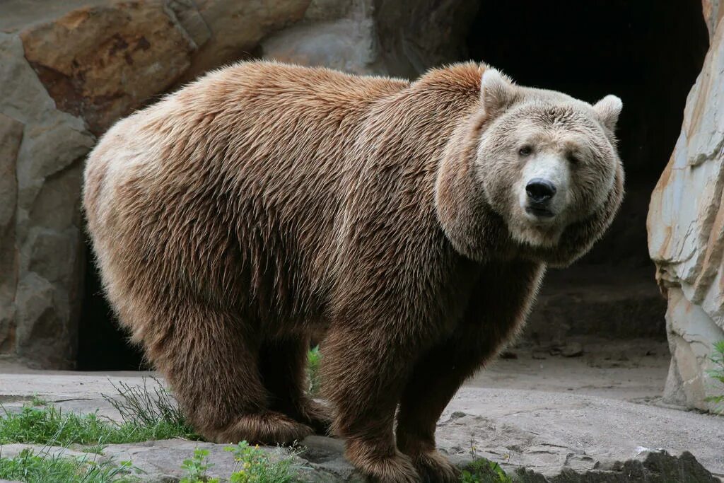 Медведь стоит на Камне. Бурый медведь стоит на задних лапах. Bear 5. Великий медведь биржа. Five bears
